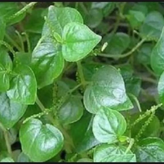 Terlaris Bibit Daun Sirih Cina