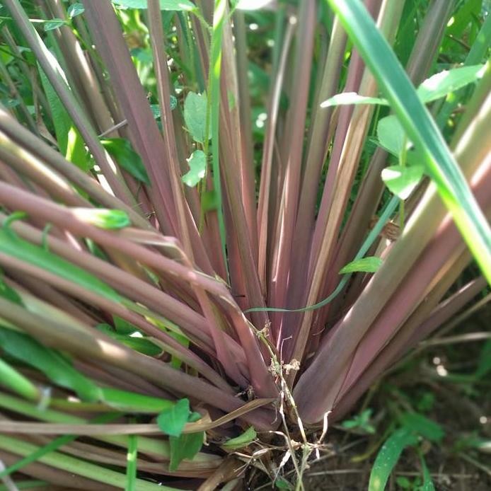 

Terlaris Sereh Wangi Sereh Merah/Bibit