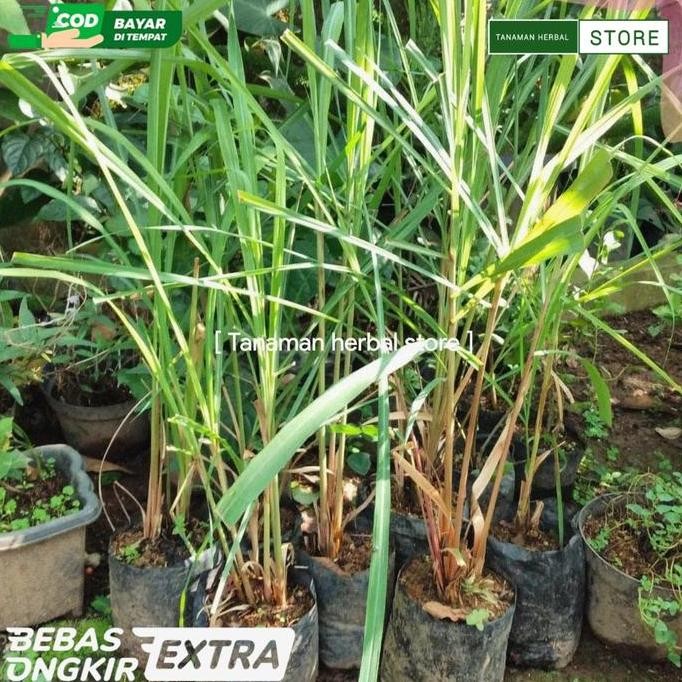 

Terlaris Bibit Tanaman Sereh Wangi Siap Tanam Kualitas Super