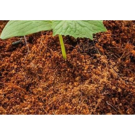 

Terlaris Cocopeat Murni / Pupuk Kandang / Pupuk Organik / Hydroponik / Sekam