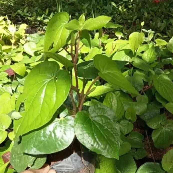 

Terlaris Bibit Tanaman Herbal Promo Sirih Hijau/Tanaman Obat