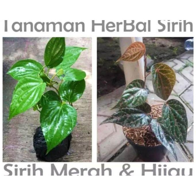 

Terlaris Paket 2 Bibit Tanaman Herbal,Sirih Merah Sirih Hijau