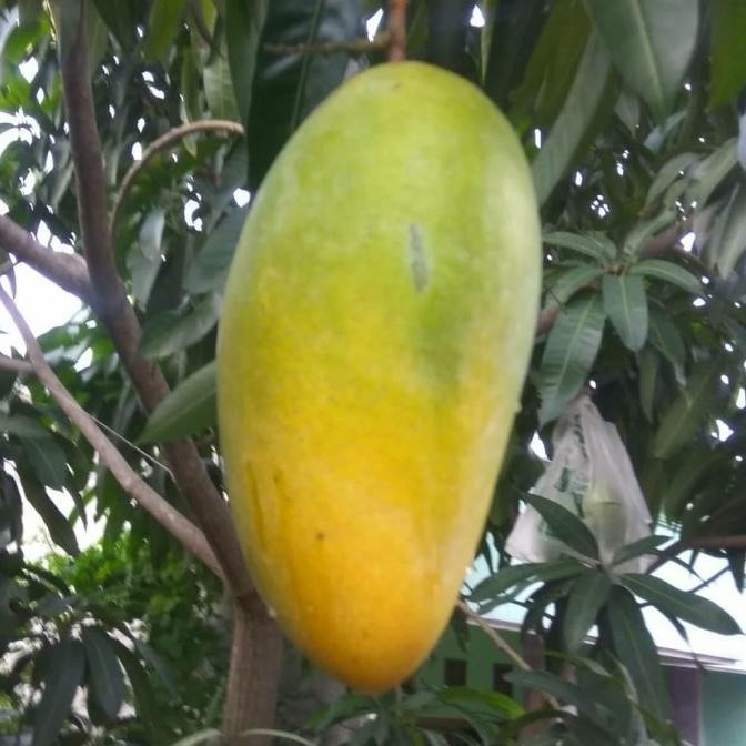 BARANG SUPER POHON Bibit Mangga Kiojay Pohon Mangga Bibit Buah Mangga Kiojay