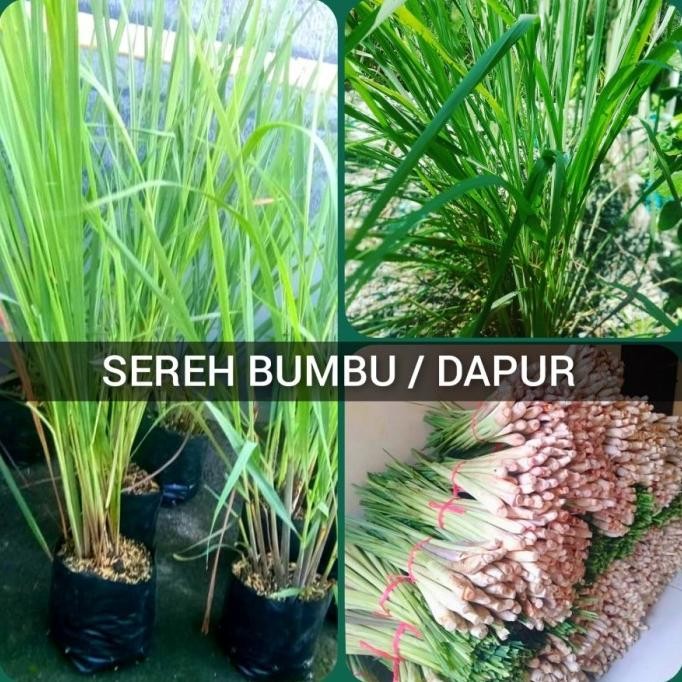 

Terlaris Sereh Bumbu Bibit Tanaman Sereh Dapur Pohon Serai Masak