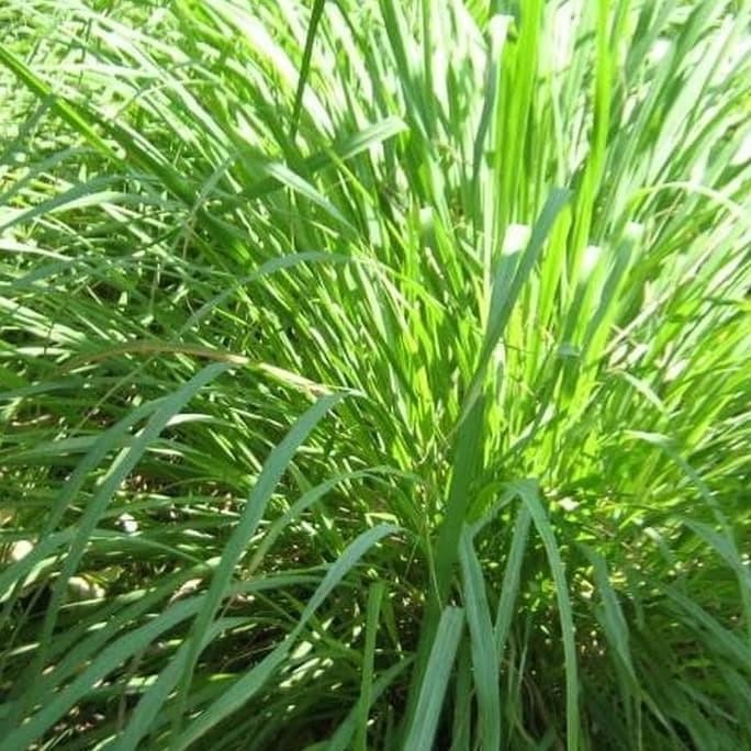 

Terlaris Bibit Tanaman Sereh Sayur - Pohon Akar Serai Bahan Bumbu Masak Top