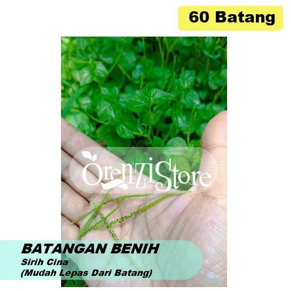 

Terlaris Batangan Bibit Benih Daun Sirih Cina Suruhan Siap Tanam Obat Herbal
