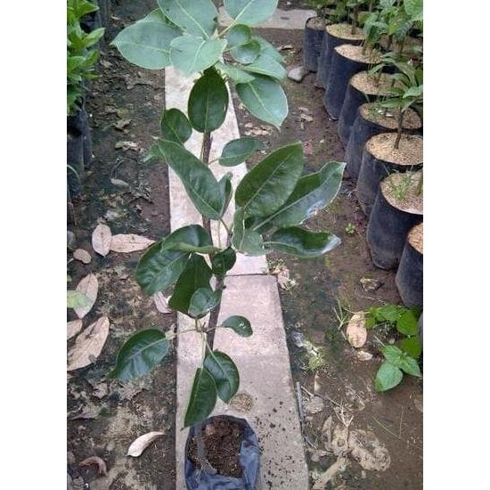 BARANG SUPER POHON Bibit Tanaman Buah Leci Merah UNGGULAN