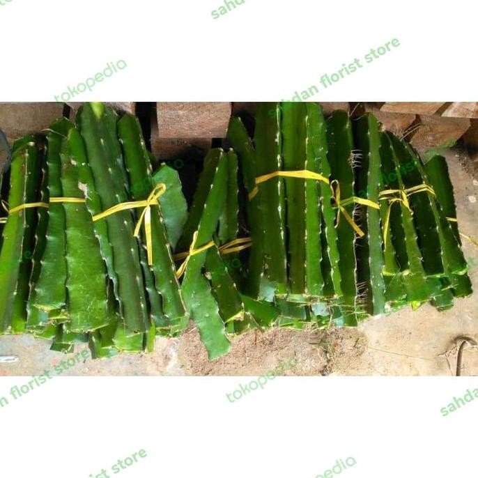 bibit stek buah naga kuning super / bibit stek batang buah naga kuning POLIBAG