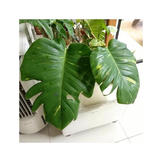 

Terlaris Bibit Tanaman Sirih Gading Kameumeut-Monstera-Epipremnum Aurreum