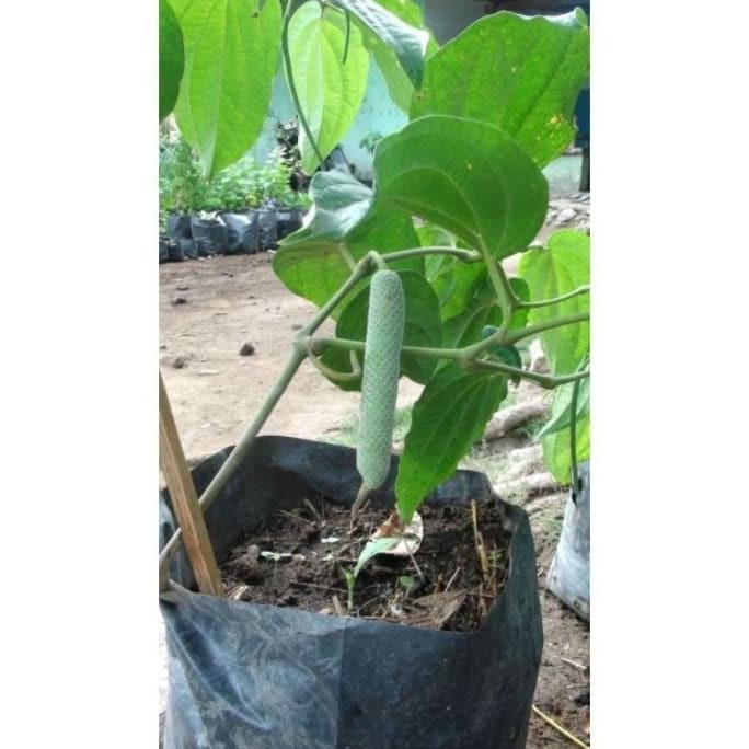 

Terlaris Bibit Sirih Hutan Asli Yibdde 2986Xw
