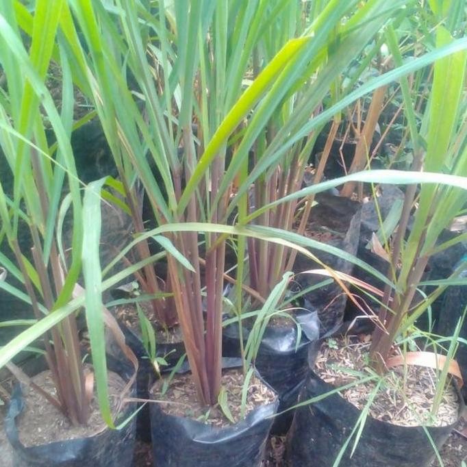 

Terlaris Bibit Sereh Wangi Merah Siap Tanam