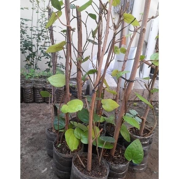 

Terlaris Hot Bibit Tanaman Suruh Jawa / Sirih Hijau / Tanaman Herbal Promo