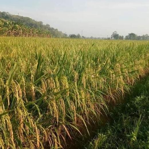 

Terlaris Benih Padi Cakrabuana 04 Kemasan1Kg