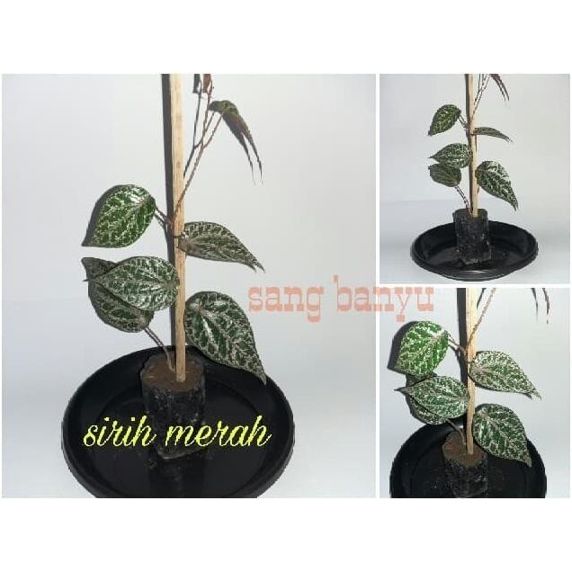 Terlaris Bibit Tanaman Sirih Merah Herbal Toga Eeee