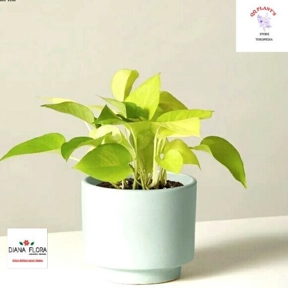 

Terlaris Tanaman Hias Sirih Gading Lemon Bibit Tanaman Gantung Srigading