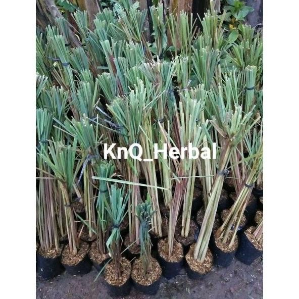 

Terlaris Bibit Sereh Wangi Serai Merah Lanang Siap Tanam 1Kg