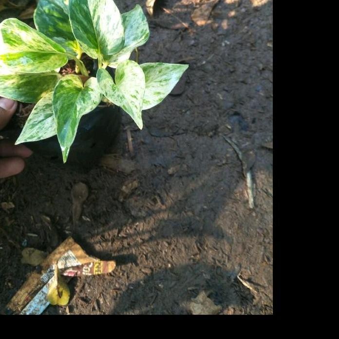 

Terlaris Bibit Tanaman Hias Sirih Gading Varigata