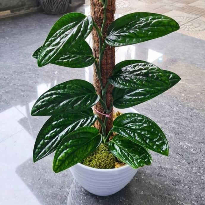 

Terlaris Tanaman Hias Monstera Karstenianum/Sirih Badak/Sirih Kulit/Bibit