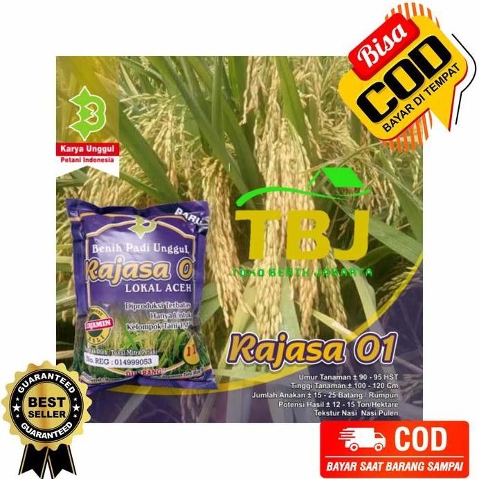 

Terlaris Benih Bibit Padi Rajasa Unggul Lokal Unggul