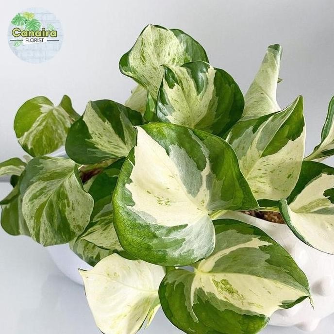 

Terlaris Bibit Tanaman Hias Sirih Manjula