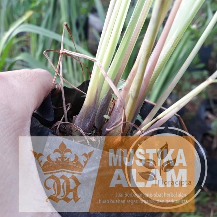 

Terlaris Bibit Tanaman Sereh Sayur Bibit Sereh Sayur Bibit Tanaman Serai