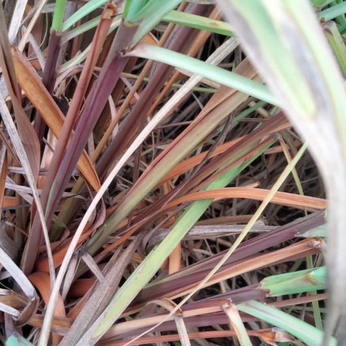 

Terlaris Terjamin Tanaman Sereh Wangi Merah - Bibit Serai Minyak Pohon Herbal Berakar