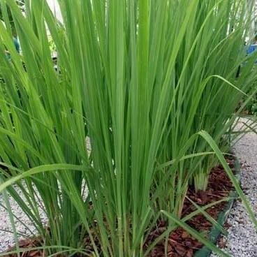 

Terlaris Best Bibit Sereh Sayur,Bibit Tan Herbal Sereh Putih Perbatang Terima Kasih