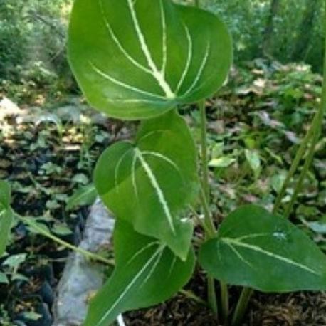 

Terlaris Bibit/Bonggol Keladi Balon Sirih