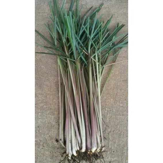 

Terlaris Promo 500Gr Bibit Sereh Merah Serai Lanang Dengan Akar Kuring