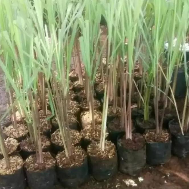 

Terlaris Ankn Bibit Tanaman Sereh Wangi Bibit Sereh Bumbu Masak Pohon Sereh