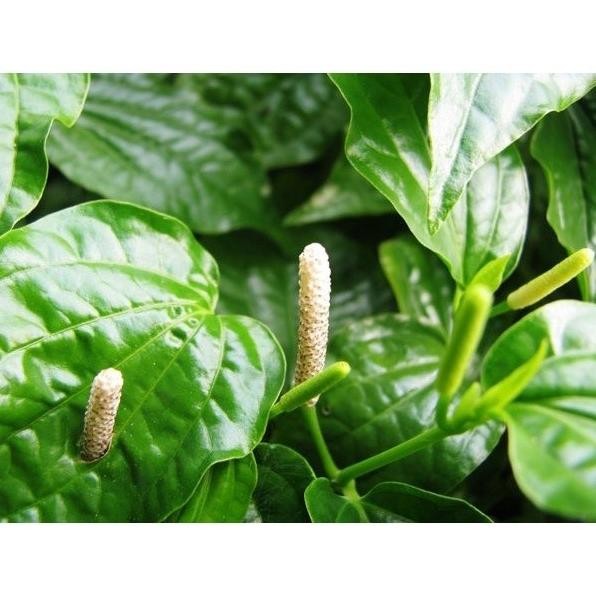 

Terlaris Ready Terlaris Bibit Daun Karuk Sirih Tanah Tanaman Obat Cengkaruk
