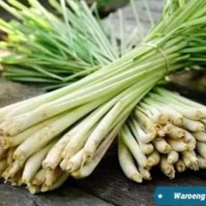 

Terlaris Pohon Sereh Putih - Bibit Tanaman Sereh Sayur - Bibit Sereh
