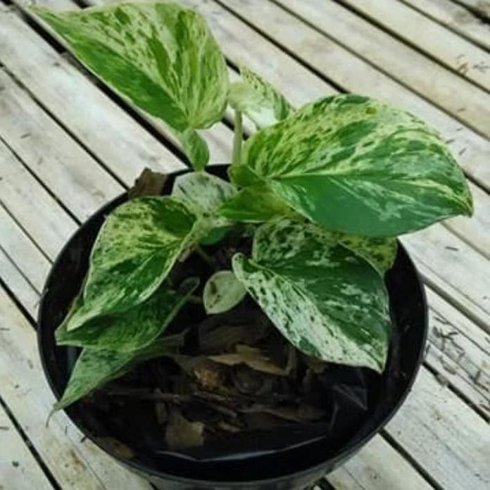 

Terlaris Bibit Tanaman Hias Sirih White Froz