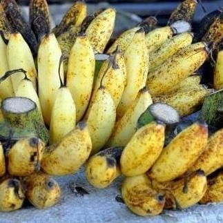 

Terlaris Pohon Bibit Tanaman Buah Pisang Raja Sereh / Pisang Susu Atz