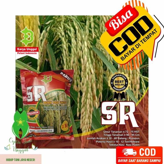 

Terlaris Benih Bibit Padi Sr Unggul Genjah