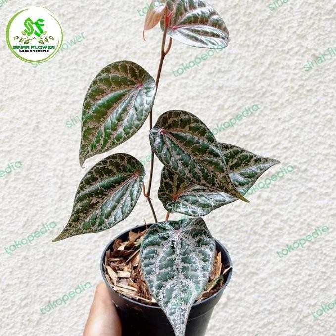 

Terlaris Produk Baru - Bibit Sirih Merah/Tanaman Sirih Herbal/Pohon Sirih Merah/Benih Sirih Toko Sri Mul