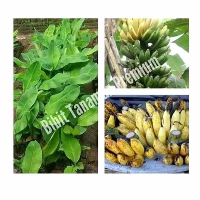 

Terlaris Bibit Tunas Pohon Pisang Raja Sereh Garing Maju Azz