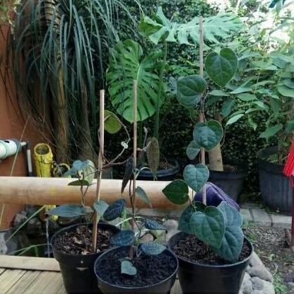 Terlaris Bibit Daun Sirih Hitam Wulung