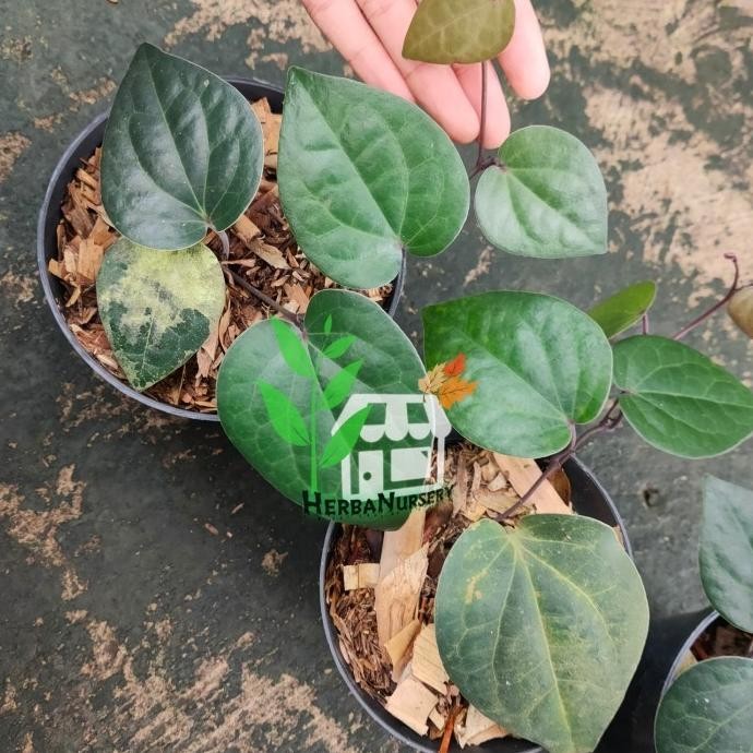 

Terlaris Bibit Tanaman Daun Sirih Hitam (Obat Herbal)