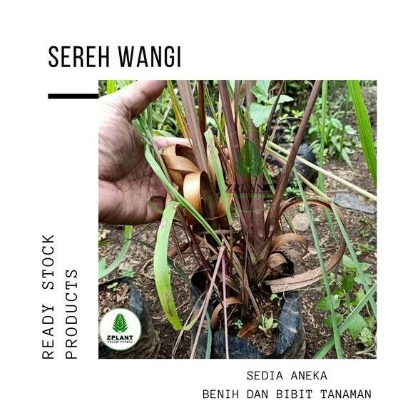 

Terlaris Tanaman Sereh Wangi Merah - Bibit Serai Minyak Pohon Herbal Berakar