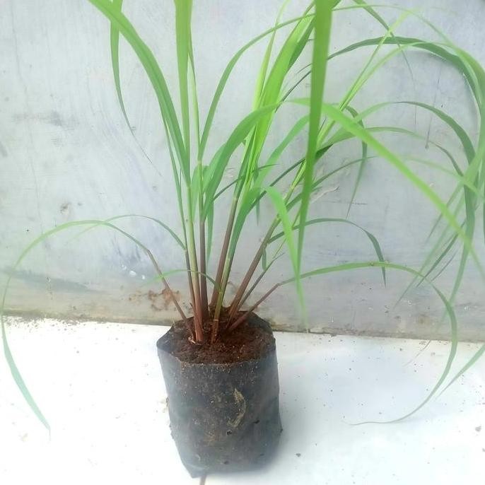 

Terlaris Bibit Sereh Merah Sereh Wangi Siap Tanam
