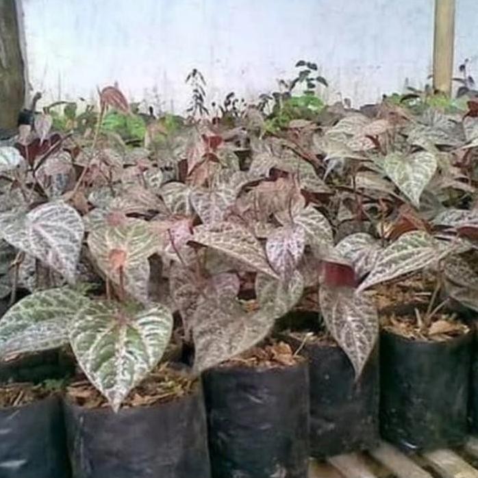 

Terlaris Bibit Tanaman Herbal Sirih Merah Siap Tanam Dikirim Dengan Polybag