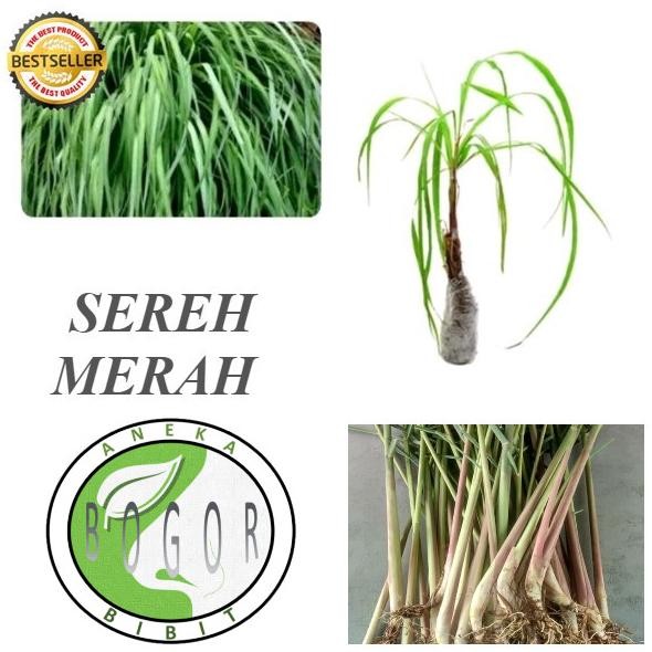 

Terlaris Obral Bibit Pohon Tanaman Sereh / Serai Merah