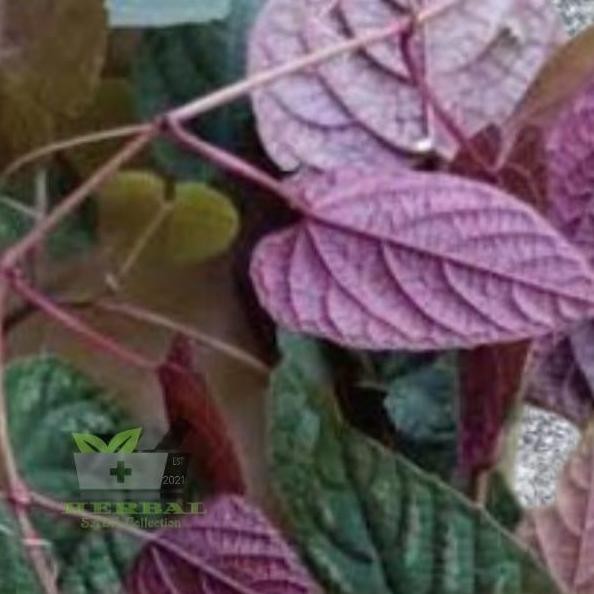 

Terlaris Bibit Tanaman Sirih Keraton Per Bibit Sirih Hias
