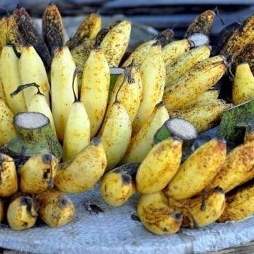 

Terlaris Teercayaa Obral Bibit Tanaman Buah Pisang Raja Sereh / Pisang Susu Azz