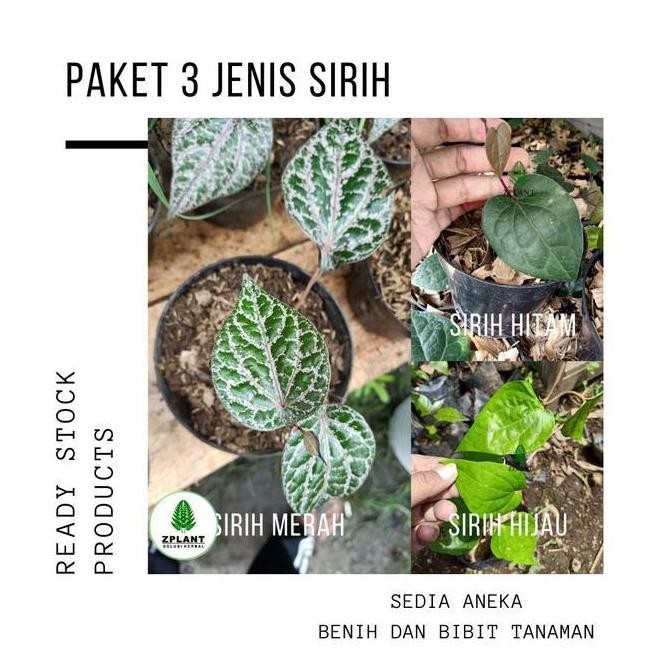 

Terlaris Paket 3 Bibit Tanaman Daun Sirih Merah Hijau Hitam Pohon Obat Herbal Terlarissss
