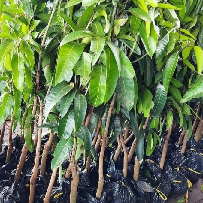 / bibit tanaman buah mangga / pohon mangga cangkokan PREMIUM