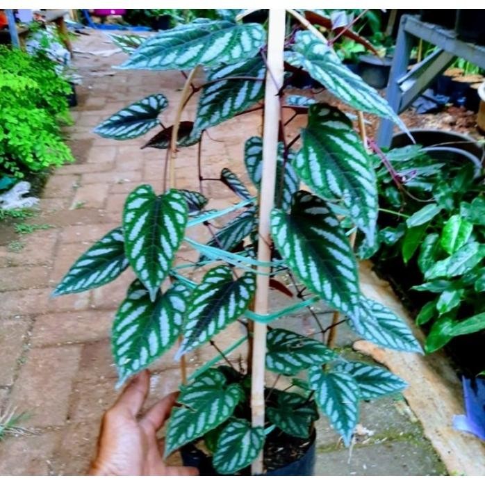 

Terlaris Bibit Daun Sirih Keraton Yobrtu 2496Ib