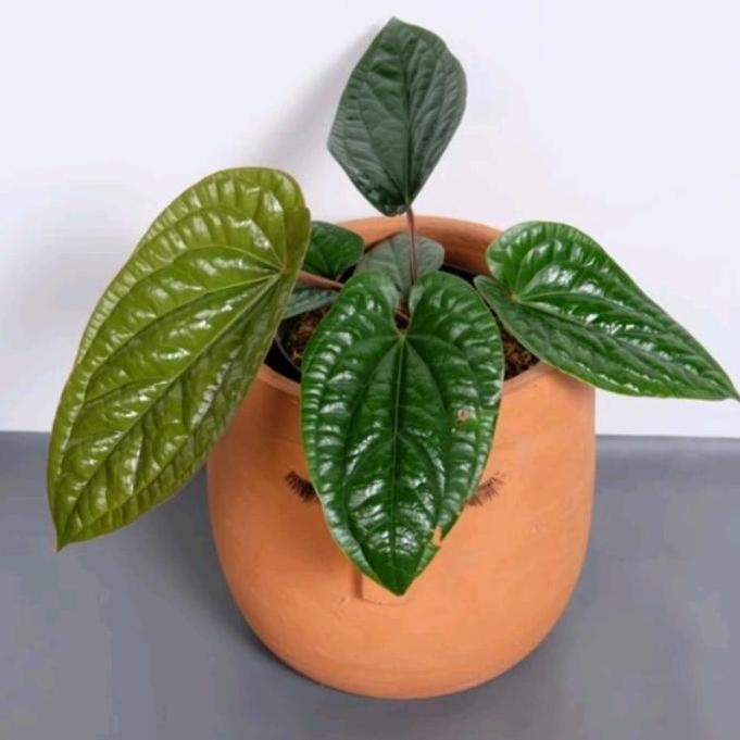 

Terlaris Tanaman Hias Antorium Sirih - Bibit Tanaman Hias Antorium Sirih