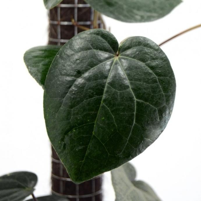 

Terlaris Bibit Tanaman Sirih Hitam - Bakul Kembang Lertru 9200Hb